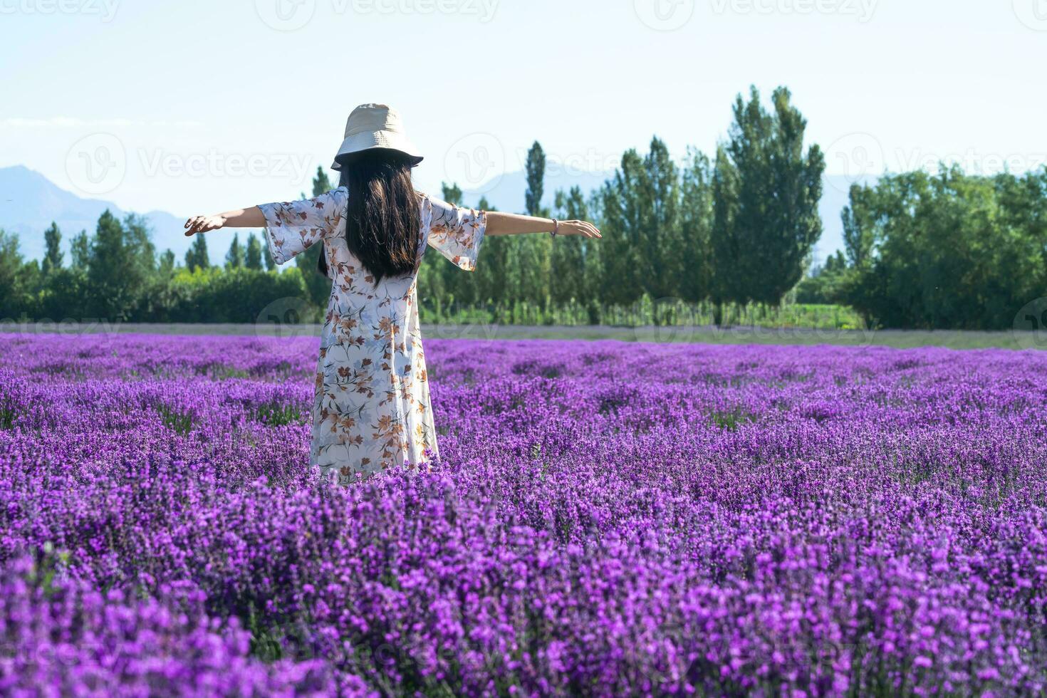 Lavender manor on a sunny day. photo