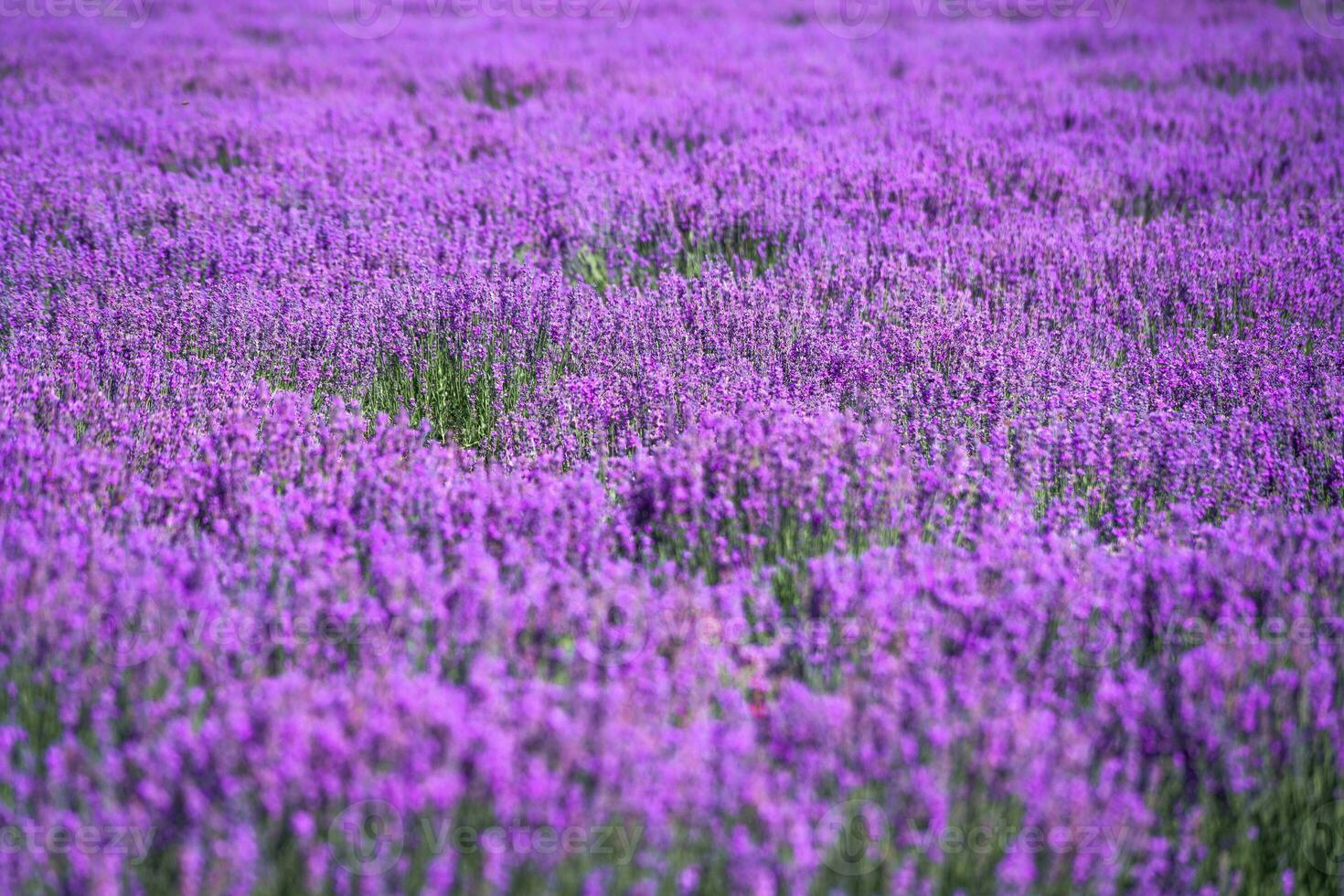 Lavender manor on a sunny day. photo