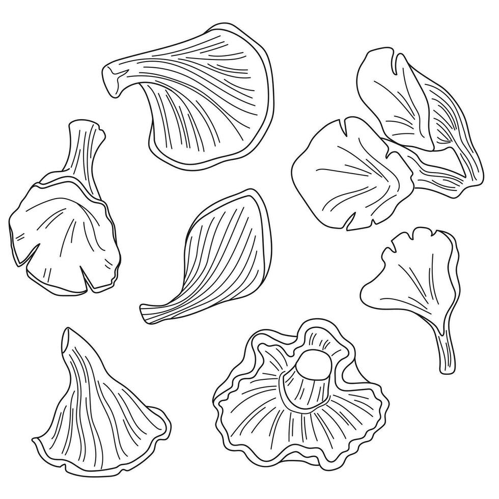 oyster mushroom outline vector image