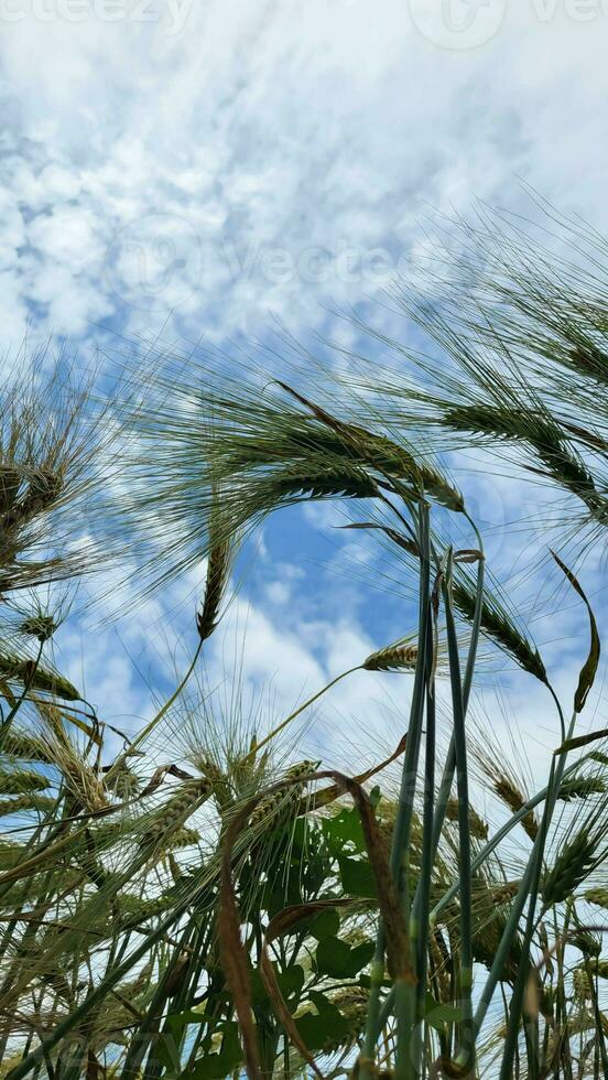 Wheat ears on the background of the sky with clouds. photo