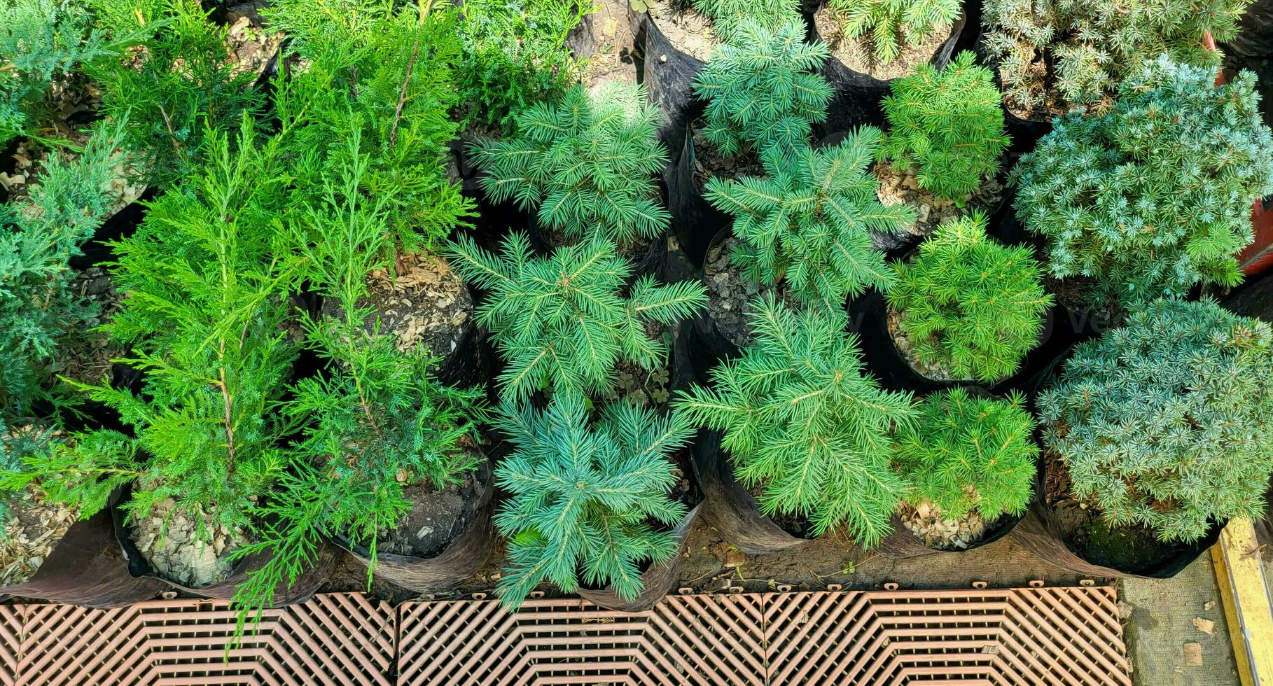 Saplings of pine, spruce, fir and other coniferous trees in pots in plant nursery. photo