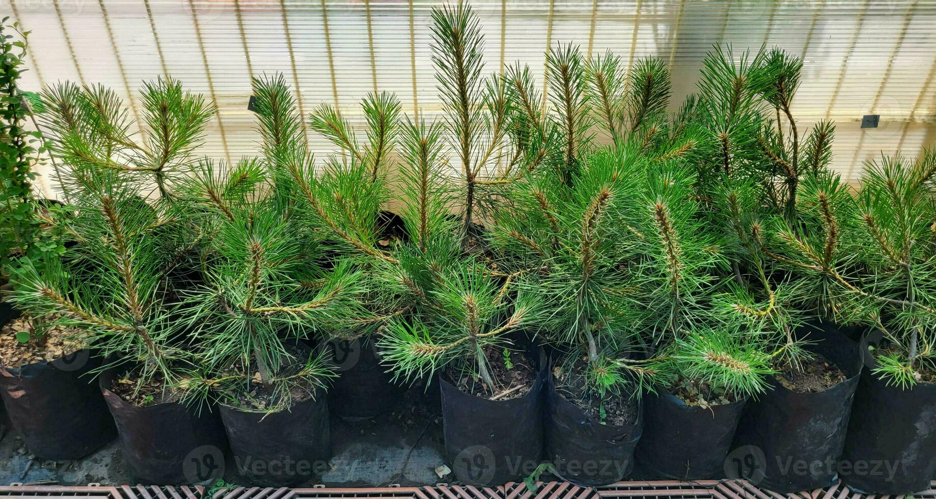 Saplings of pine, spruce, fir and other coniferous trees in pots in plant nursery. photo