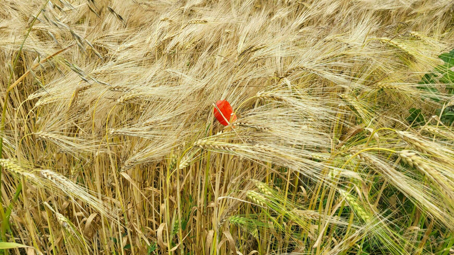 A red lonely poppy in a field of ripe wheat. photo
