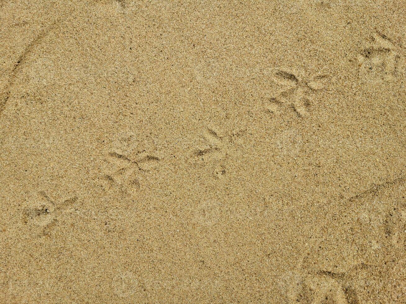 Bird tracks on a sandy beach on a sunny day. photo