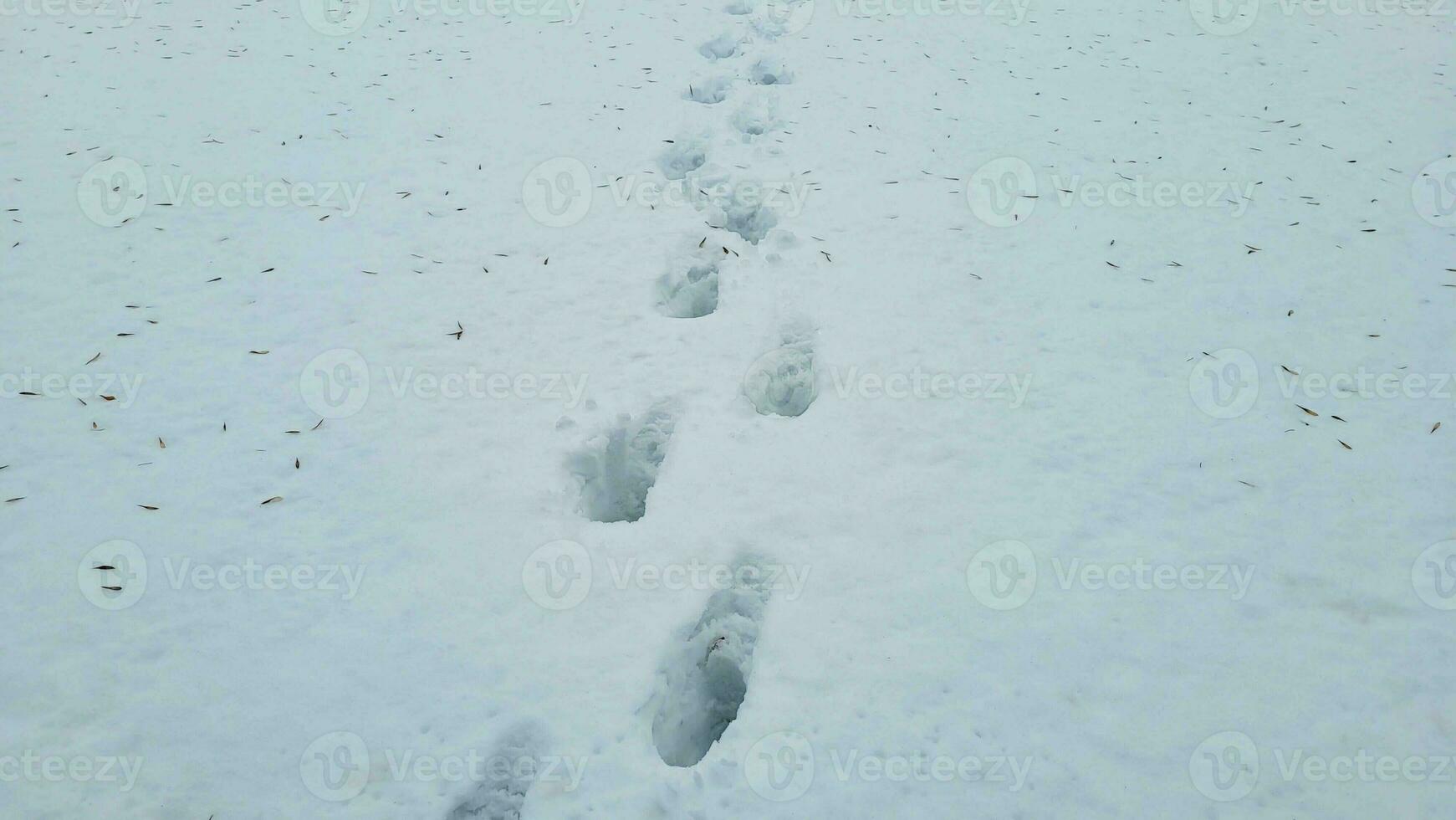 Footprints on white snow in winter, walking on a snow field. photo