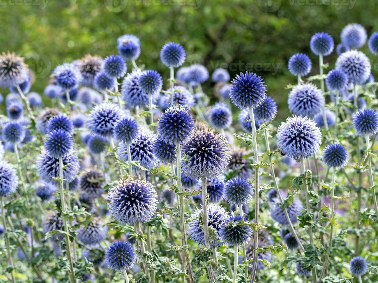 Echinops globe thistle flowers in a garden photo