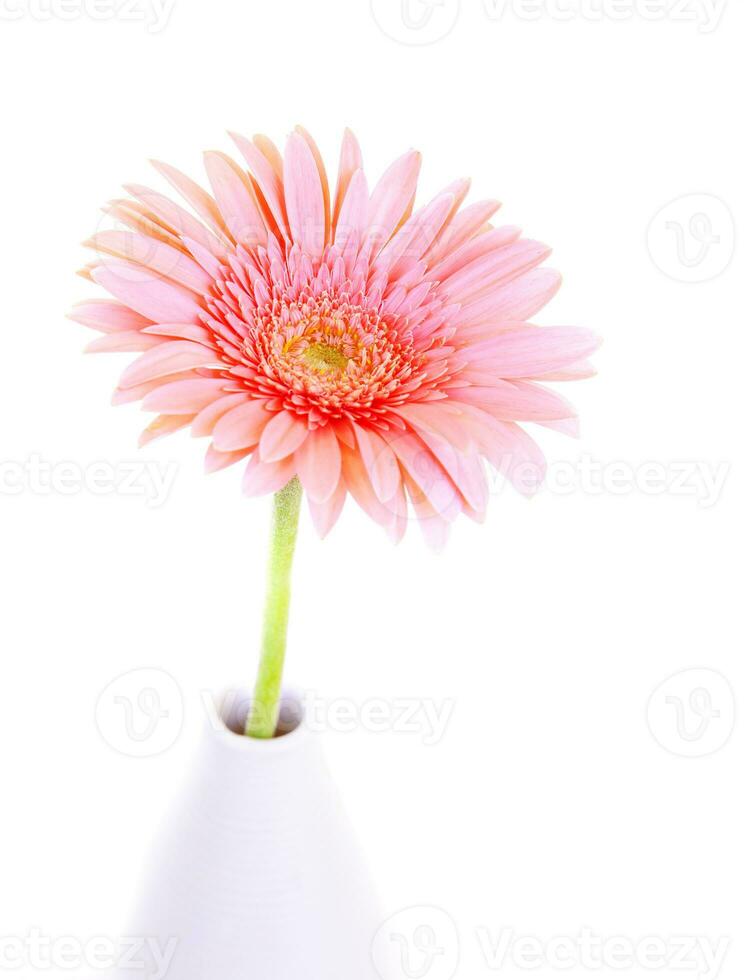 flor de gerbera rosa foto