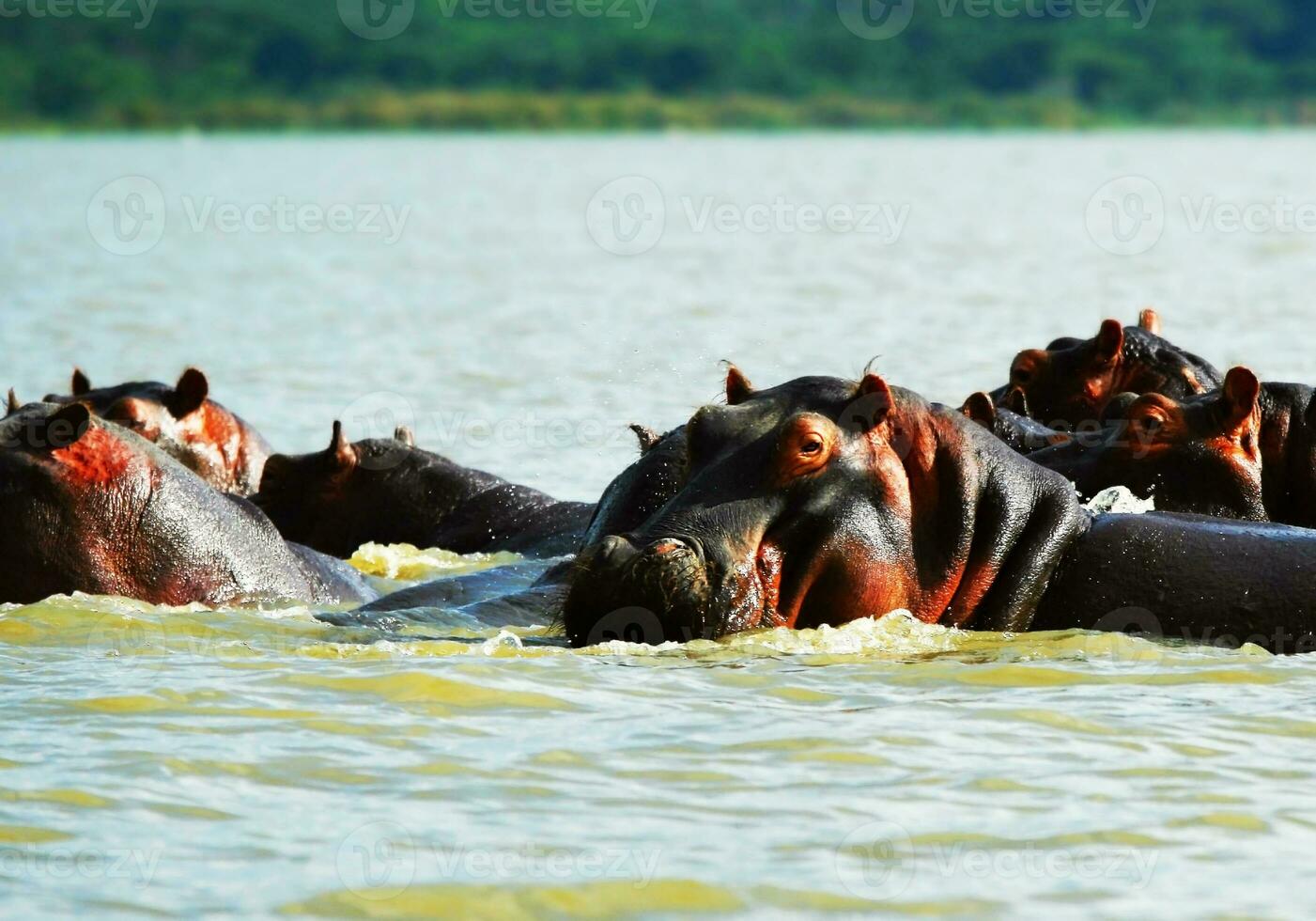 africano hipopótamo en el lago foto