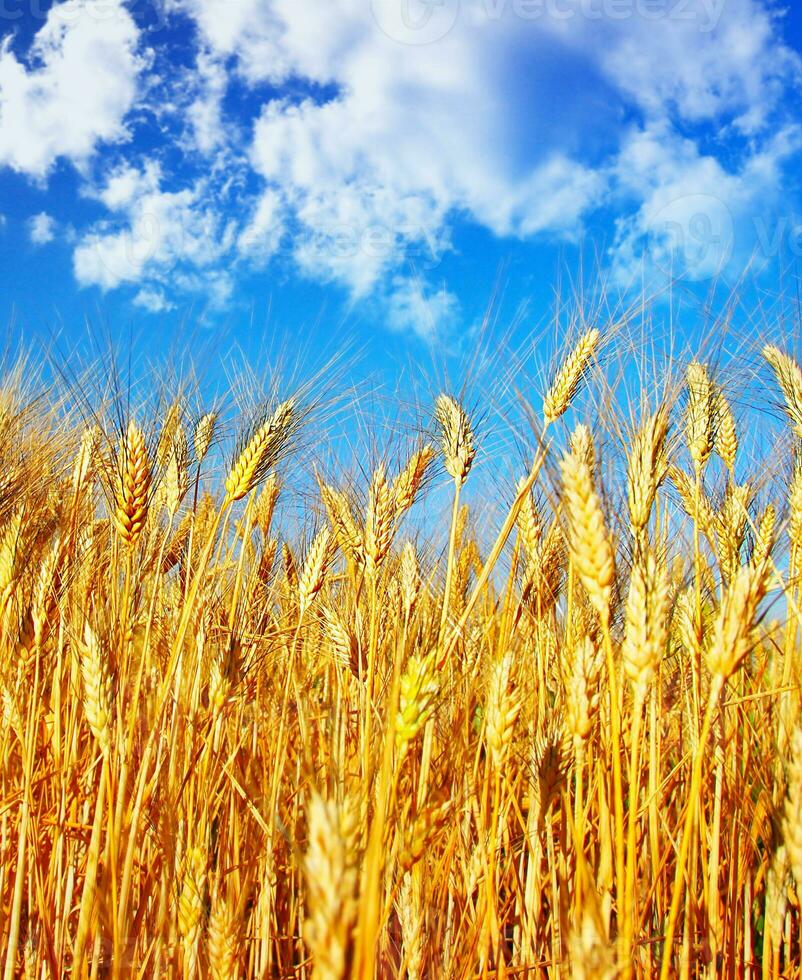 Wheat field over sky photo