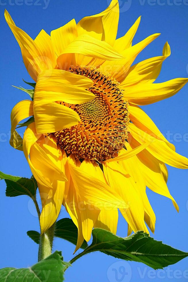 Sunflower over blue sky photo