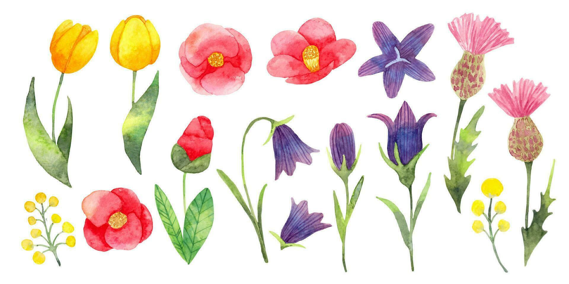 Set of simple flowers.Japanese camellia,tulips,bellflower,thistle.Flower clipart for simple and elegant design.Watercolor illustration.Hand art. vector