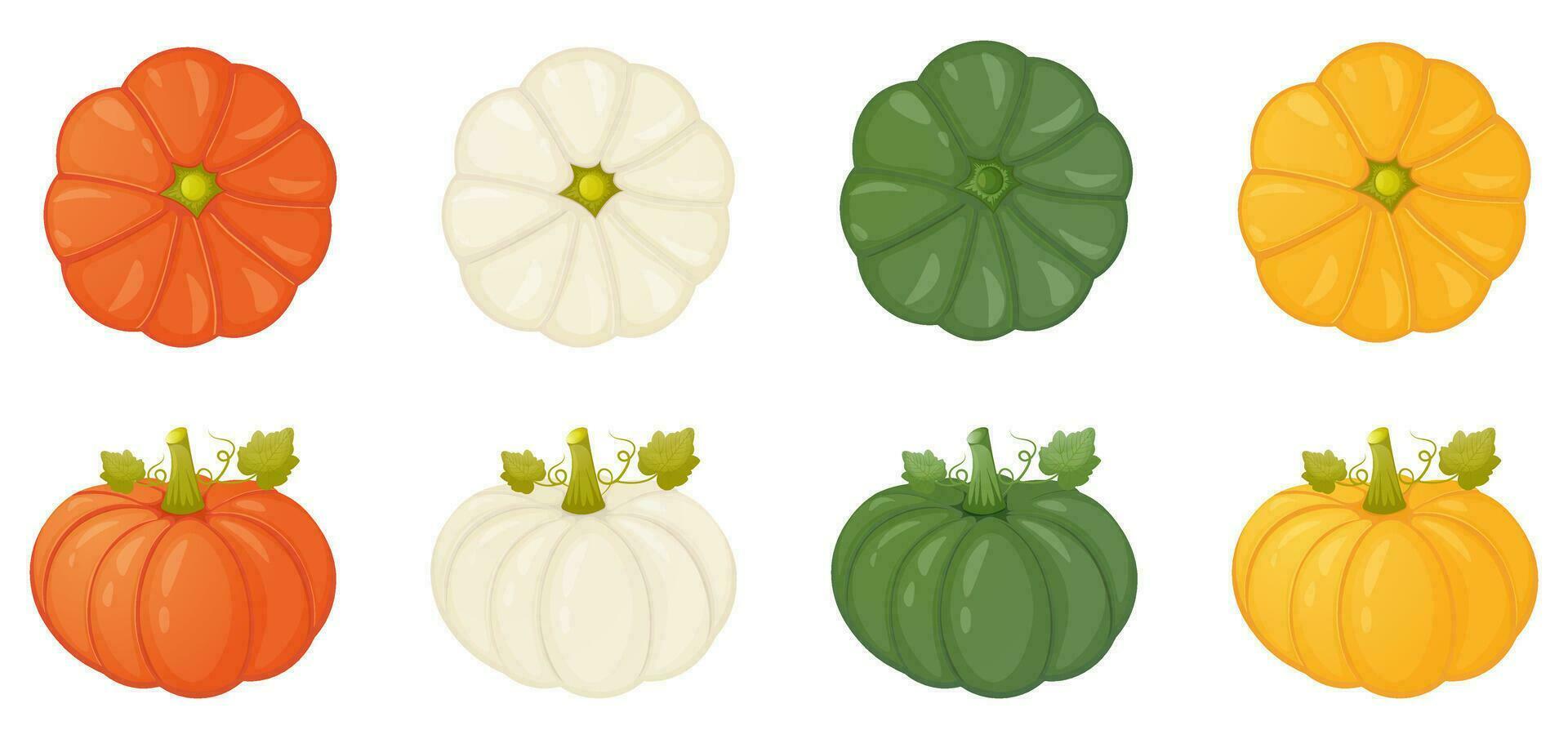 View in front and from above pumpkin collection vector