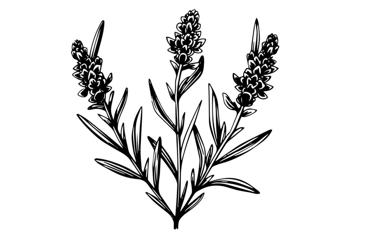 Floral botanical lavender flower hand drawn ink sketch.  Vector engraving illustration.