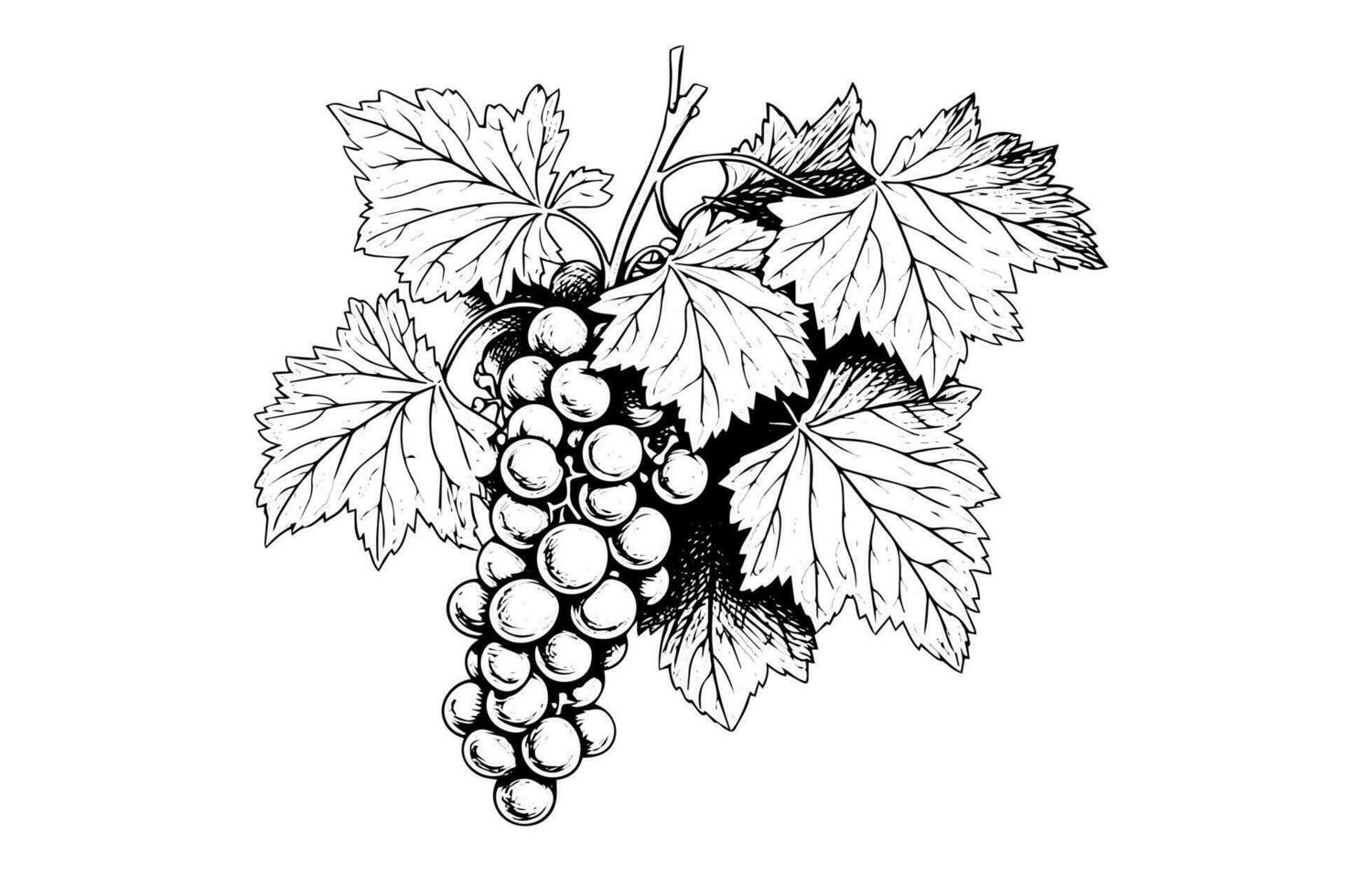 Hand drawn ink sketch of grape on the branch. Engraving style vector illustration.