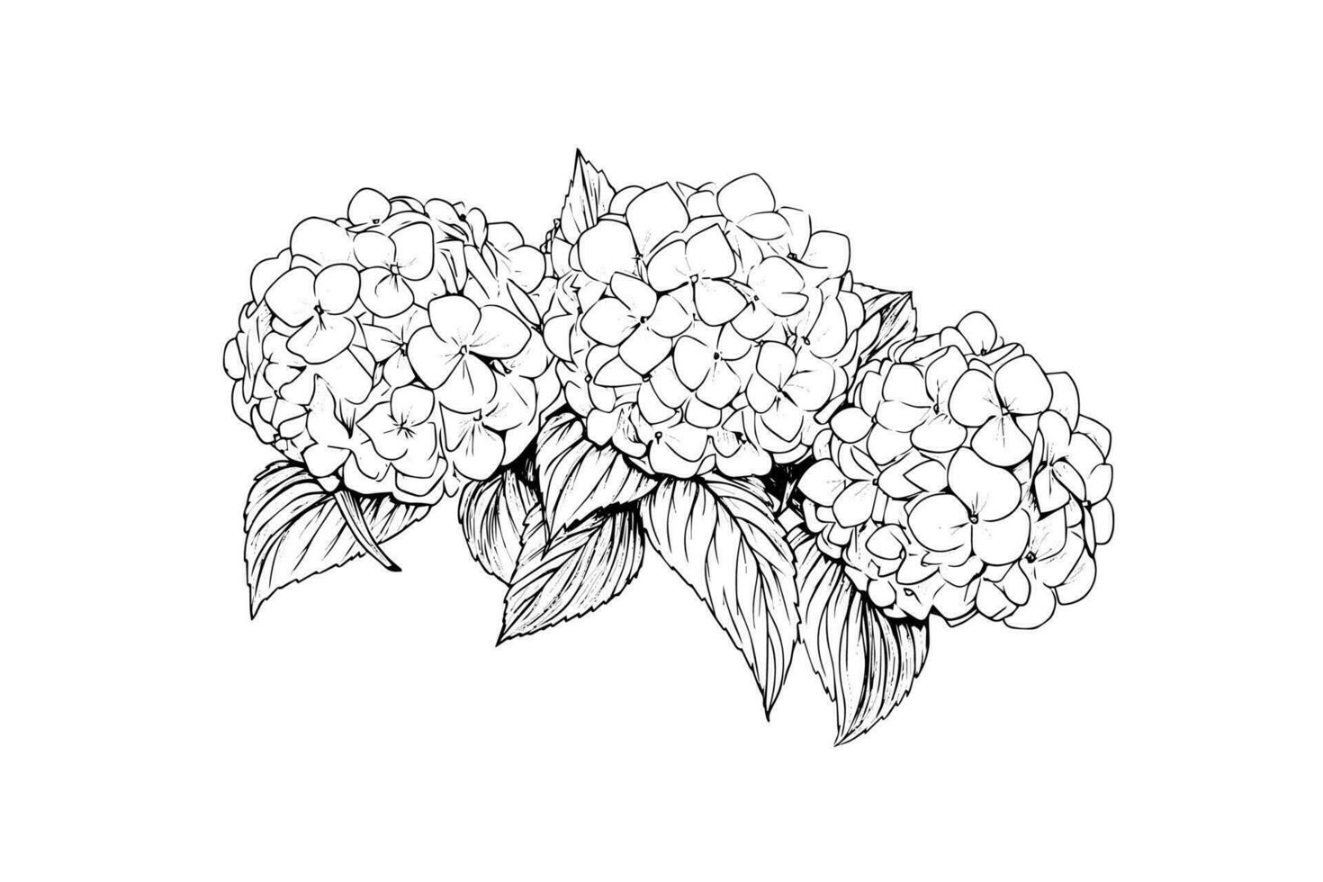 Hand drawn ink sketch hydrangea flowers. Vector illustration in engraving style.