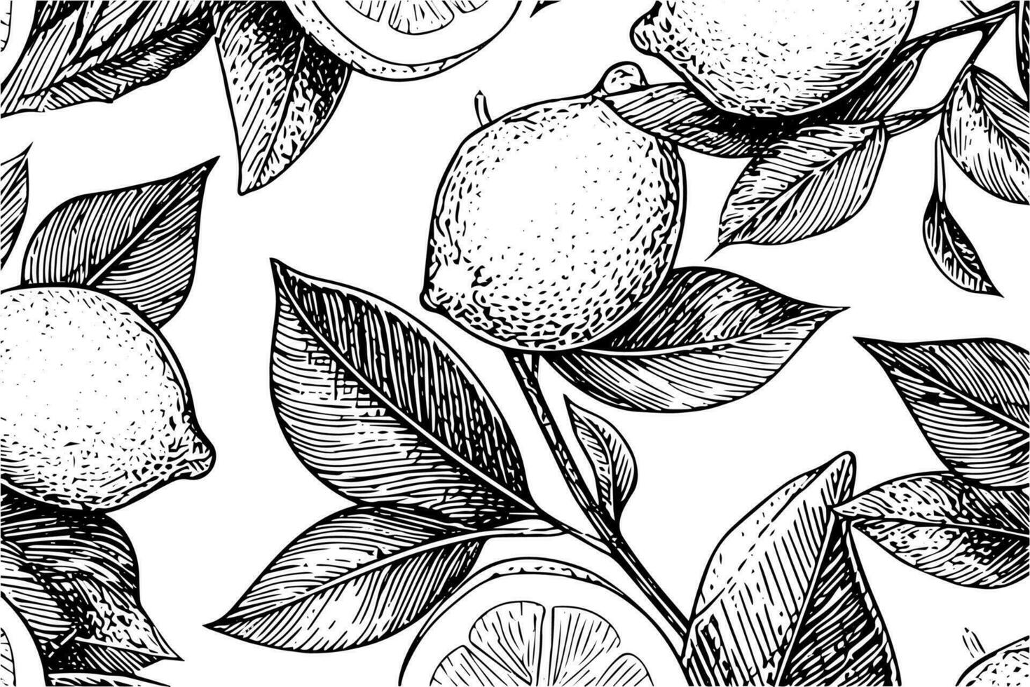 Hand drawn ink sketch vector illustration of lemon. Citrus in engraving style vector illustration.