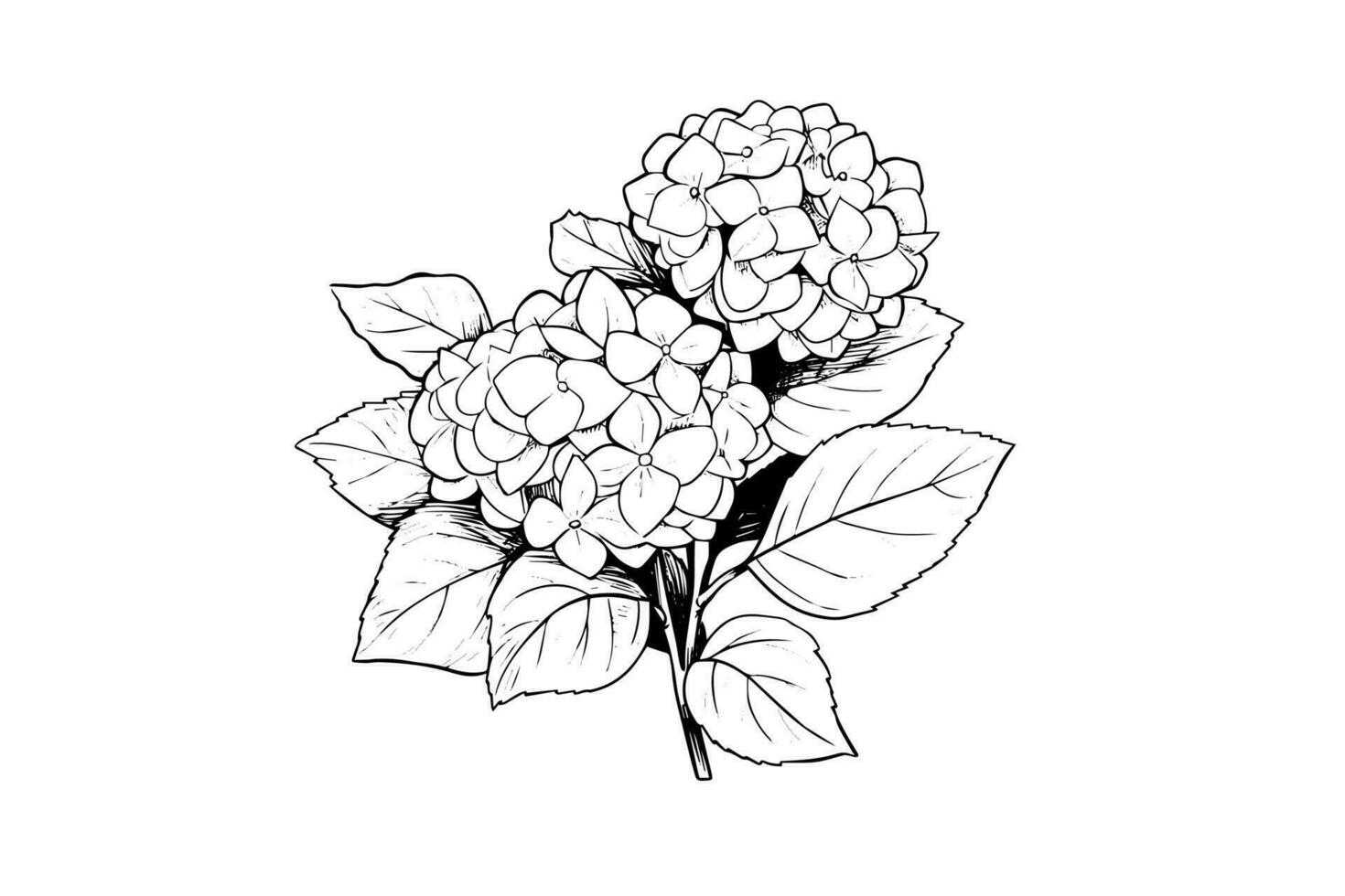 Hand drawn ink sketch hydrangea flowers. Vector illustration in engraving style.