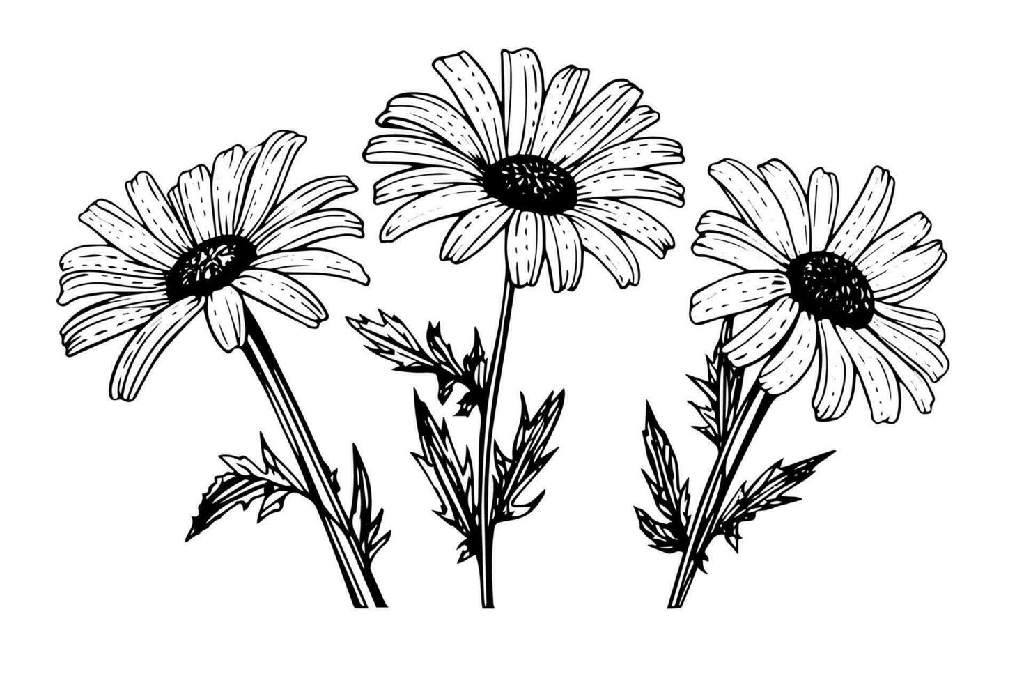 Hand drawn chamomile ink sketch. Daisy bouquet engraving vector illustration.