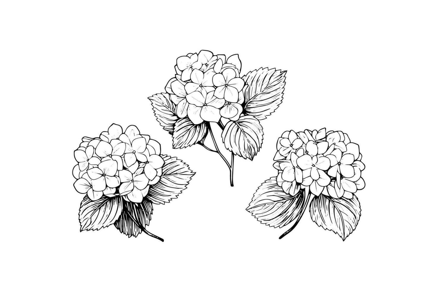Hand drawn ink sketch hydrangea flowers. Vector illustration in engraving style.