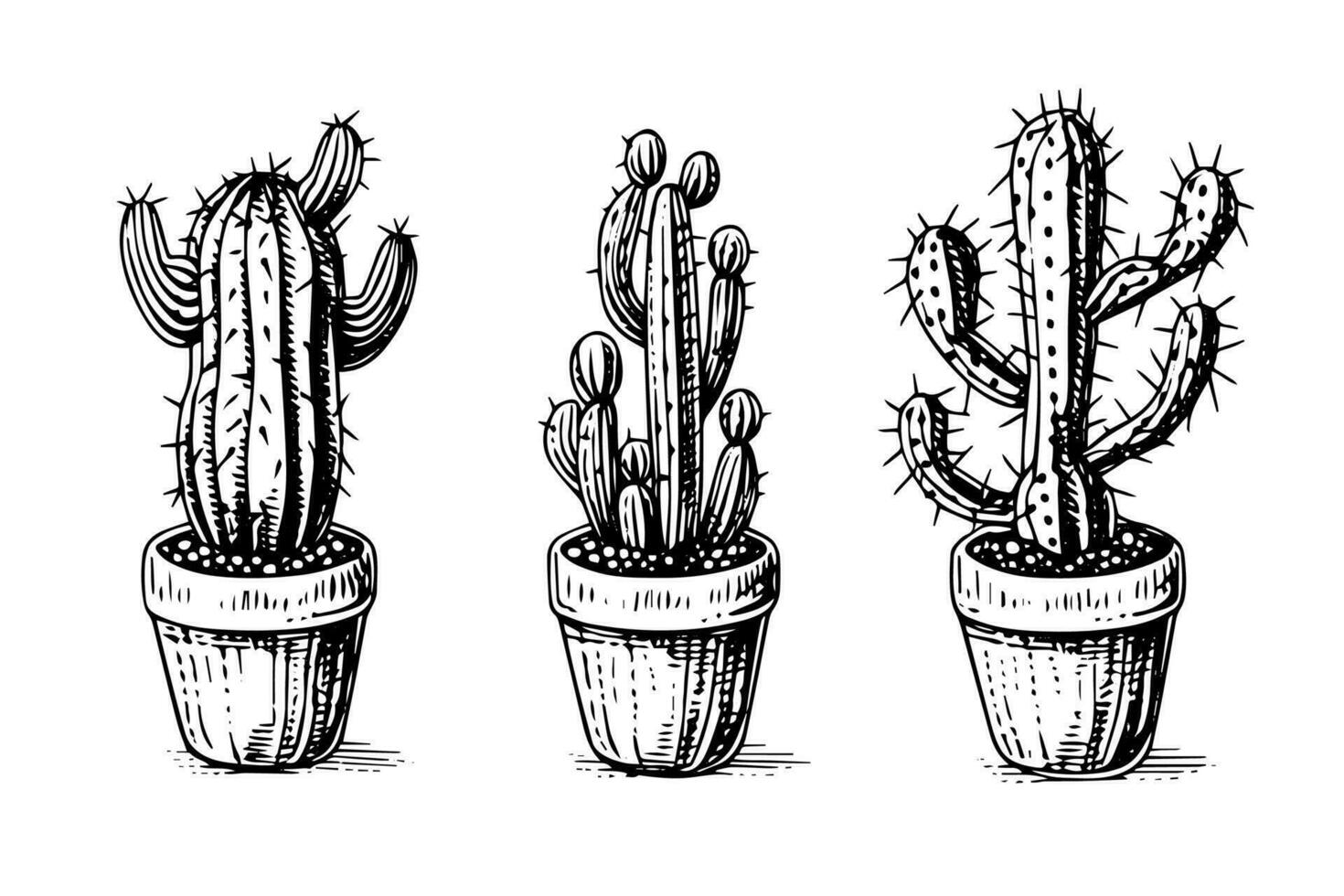 Set of cactus in engraving style vector illustration.Cactus hand drawn sketch imitation.
