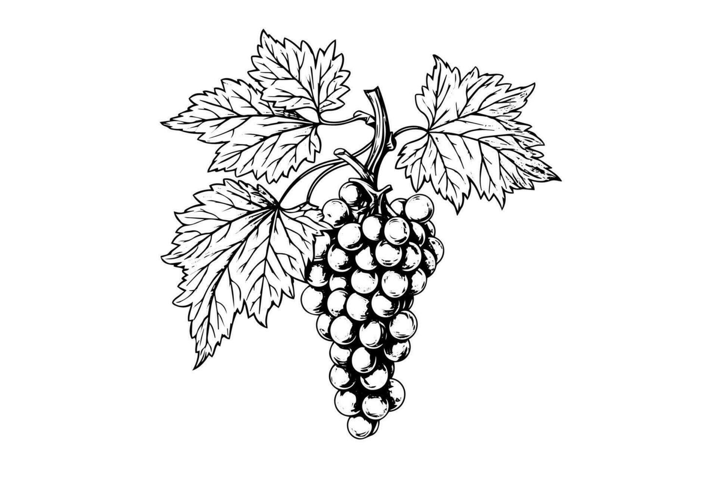 Hand drawn ink sketch of grape on the branch. Engraving style vector illustration.