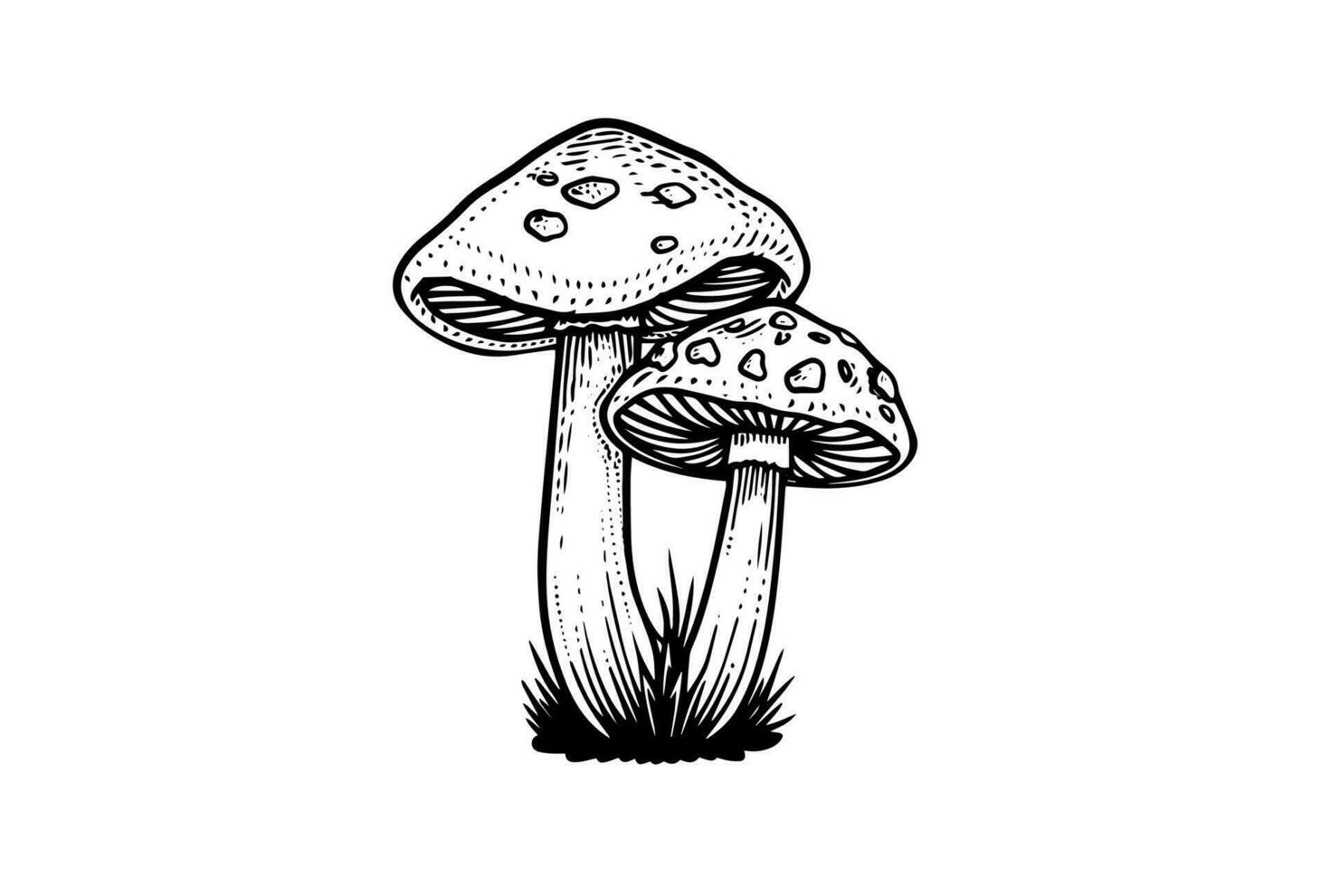 mosca agárico o amanita hongos grupo creciente en césped grabado estilo. vector ilustración.