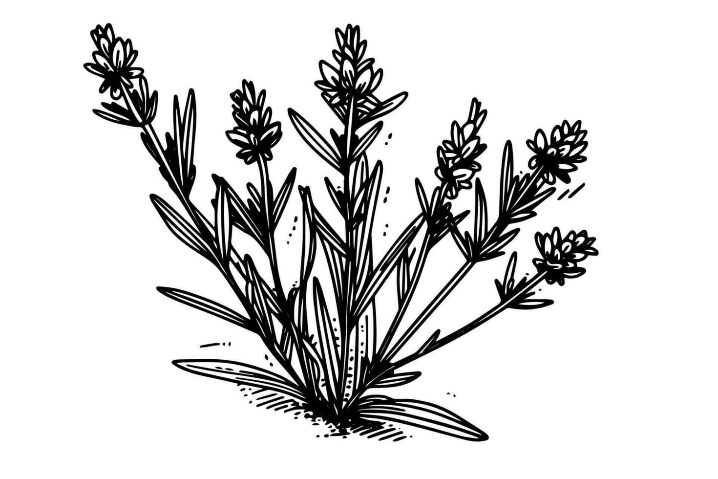 Floral botanical lavender flower hand drawn ink sketch.  Vector engraving illustration.