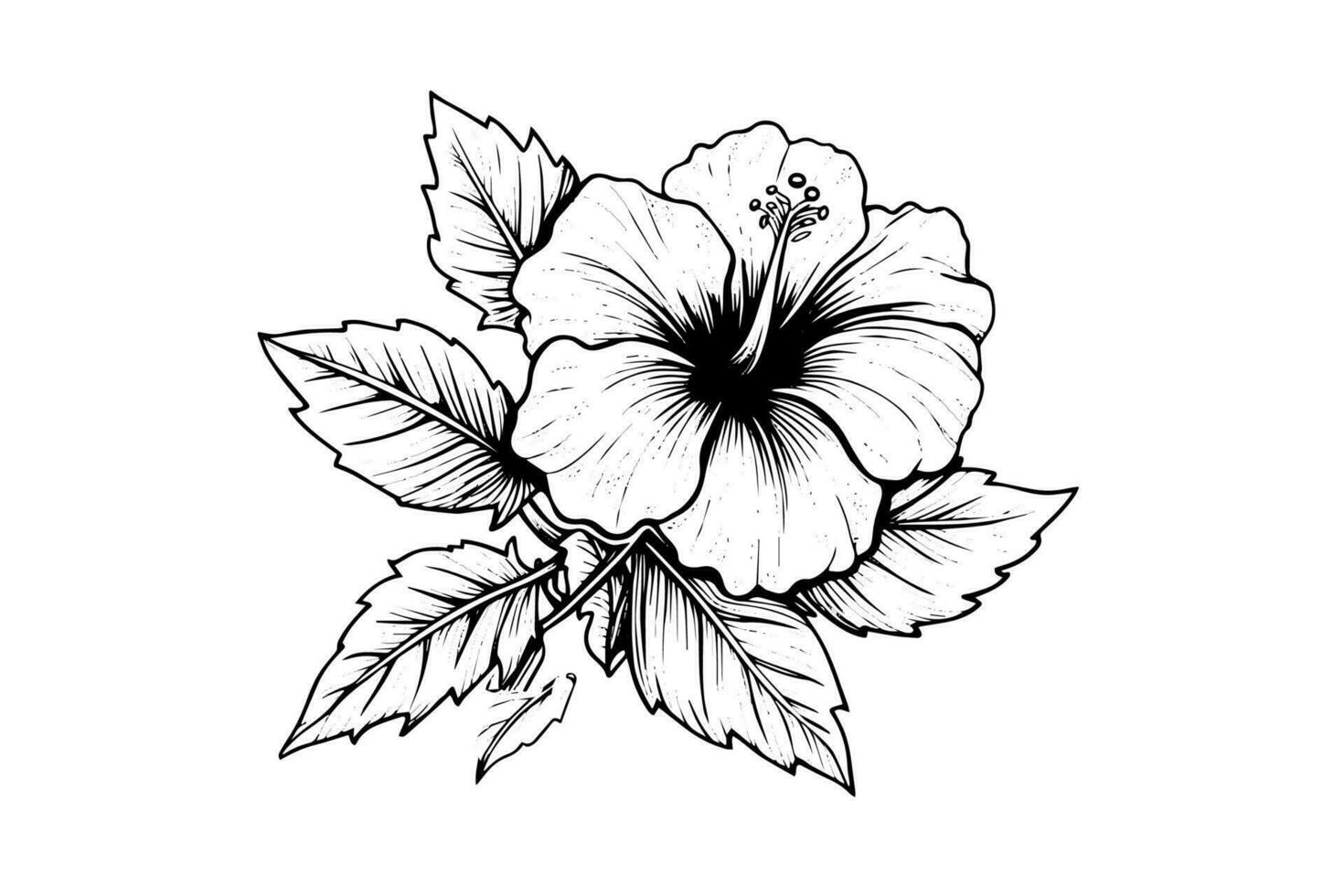 hibisco flores en un Clásico xilografía grabado grabando estilo. vector ilustración.