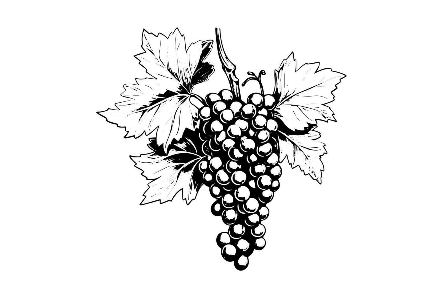 Hand drawn ink sketch of grape on the branch. Engraving style vector illustration.