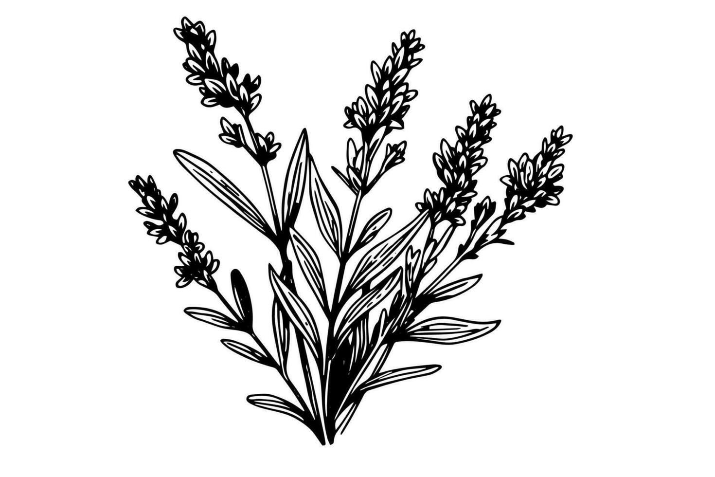 Floral botanical lavender flower hand drawn ink sketch.  Vector engraving illustration.