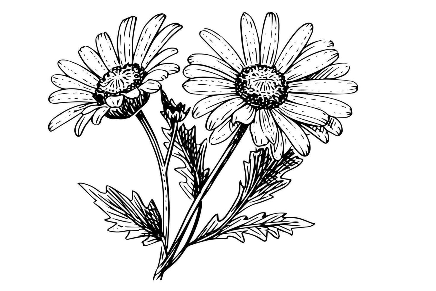 Hand drawn chamomile ink sketch. Daisy bouquet engraving vector illustration.