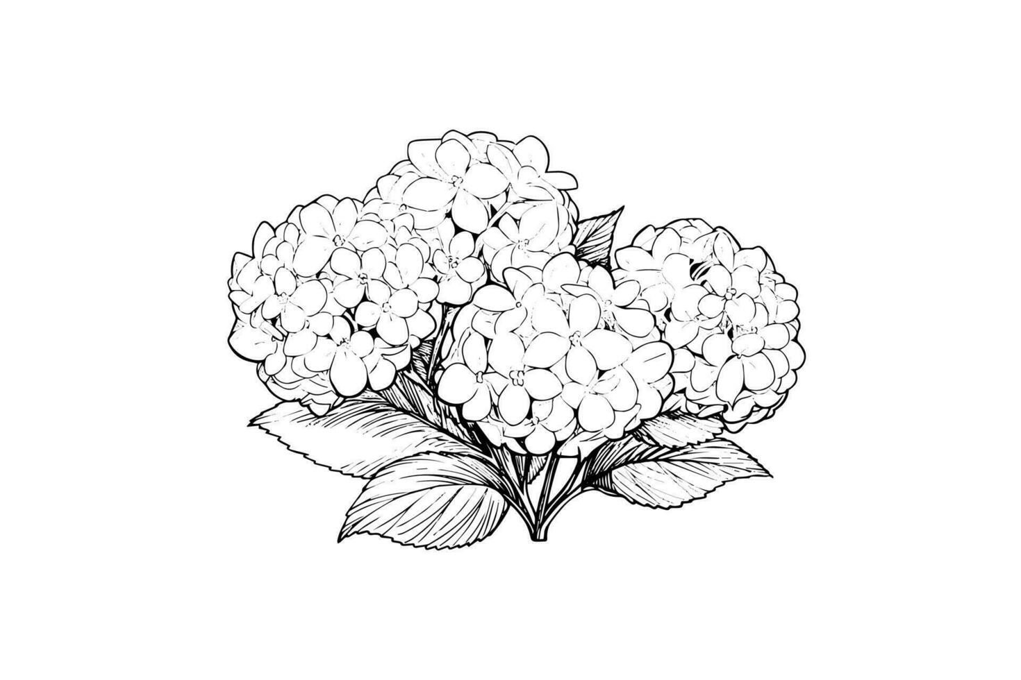 Hand drawn ink sketch hydrangea flowers. Vector illustration in engraving style.