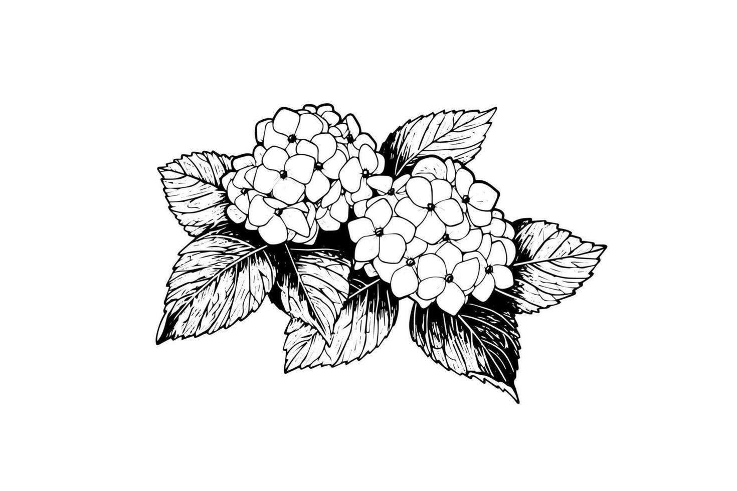 mano dibujado tinta bosquejo hortensia flores vector ilustración en grabado estilo.