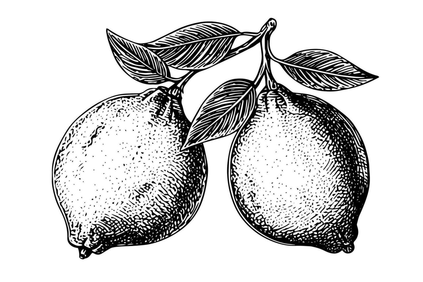 Hand drawn ink sketch vector illustration of lemon. Citrus in engraving style vector illustration.