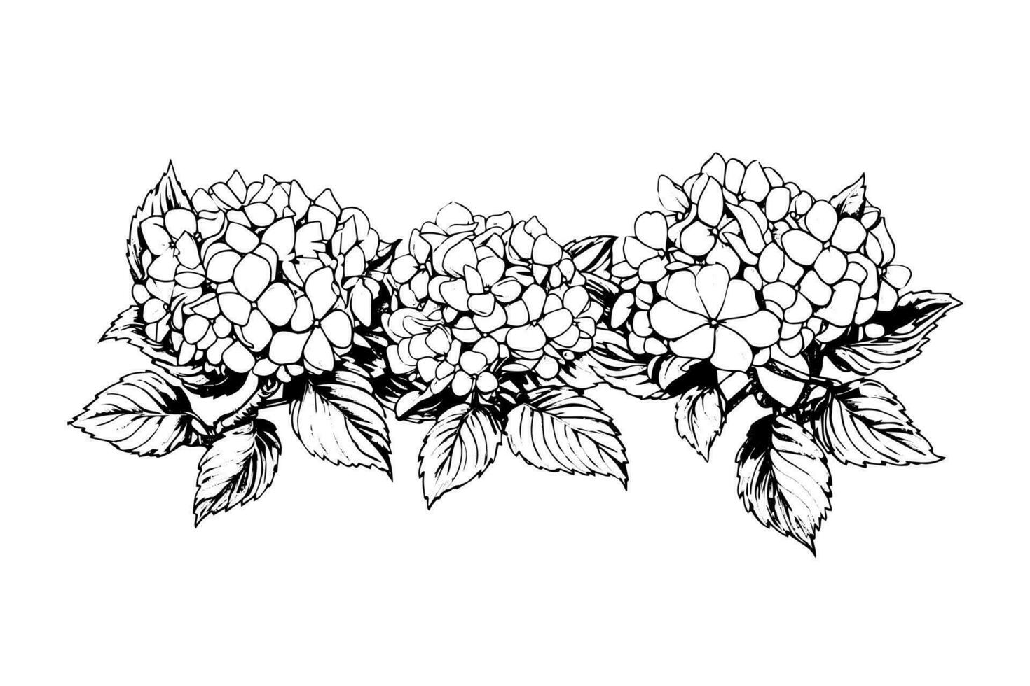 Hand drawn ink sketch hydrangea flowers. Vector illustration in engraving style.