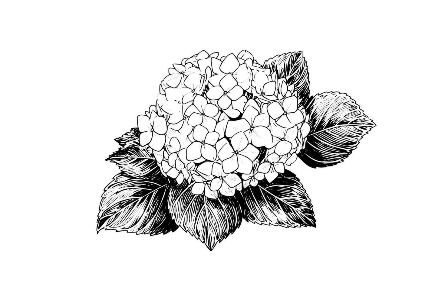 Hand drawn ink sketch hydrangea flowers. Vector illustration in engraving style.
