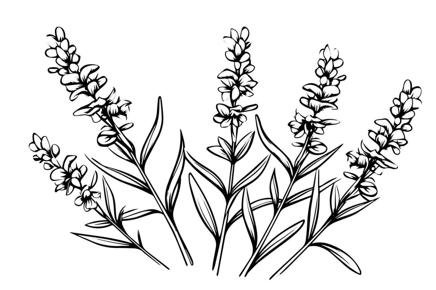 Floral botanical lavender flower hand drawn ink sketch.  Vector engraving illustration.