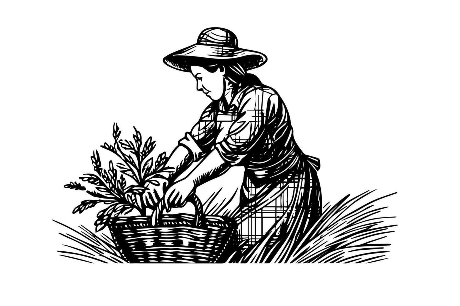 A woman farmer harvesting in the field in engraving style. Drawing ink sketch vector illustration.