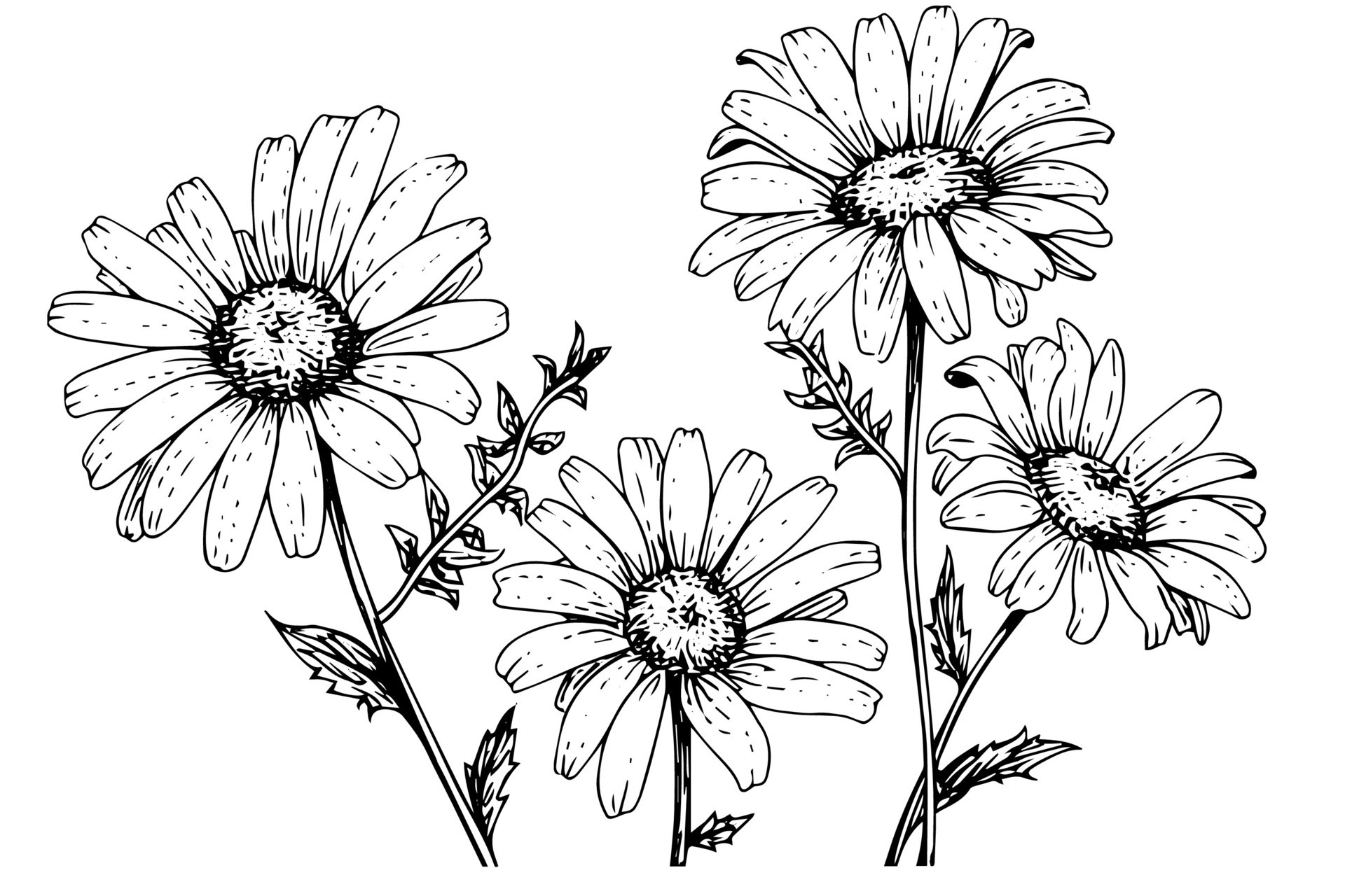 Hand drawn chamomile ink sketch. Daisy bouquet engraving vector ...
