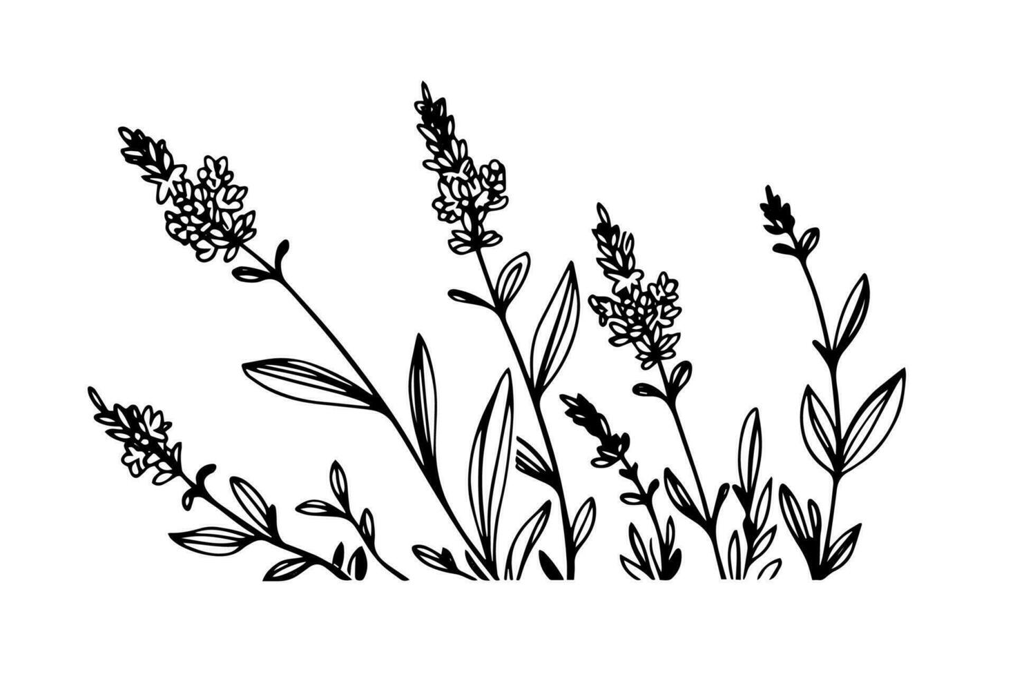 Floral botanical lavender flower hand drawn ink sketch.  Vector engraving illustration.