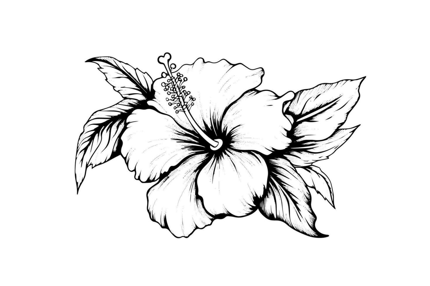 Hibiscus flowers in a vintage woodcut engraved etching style. Vector illustration.
