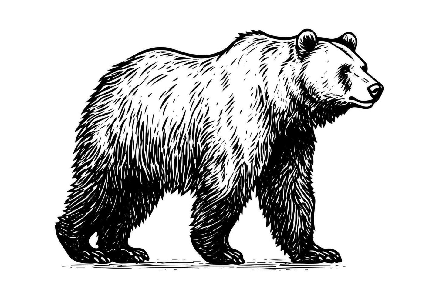 Ink hand drawing sketch bear mascot or logotype. Vector Illustration in engraving style.