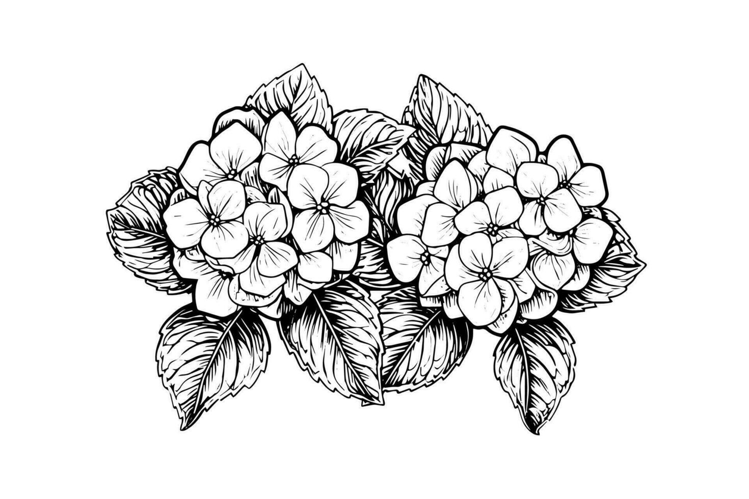 Hand drawn ink sketch hydrangea flowers. Vector illustration in engraving style.