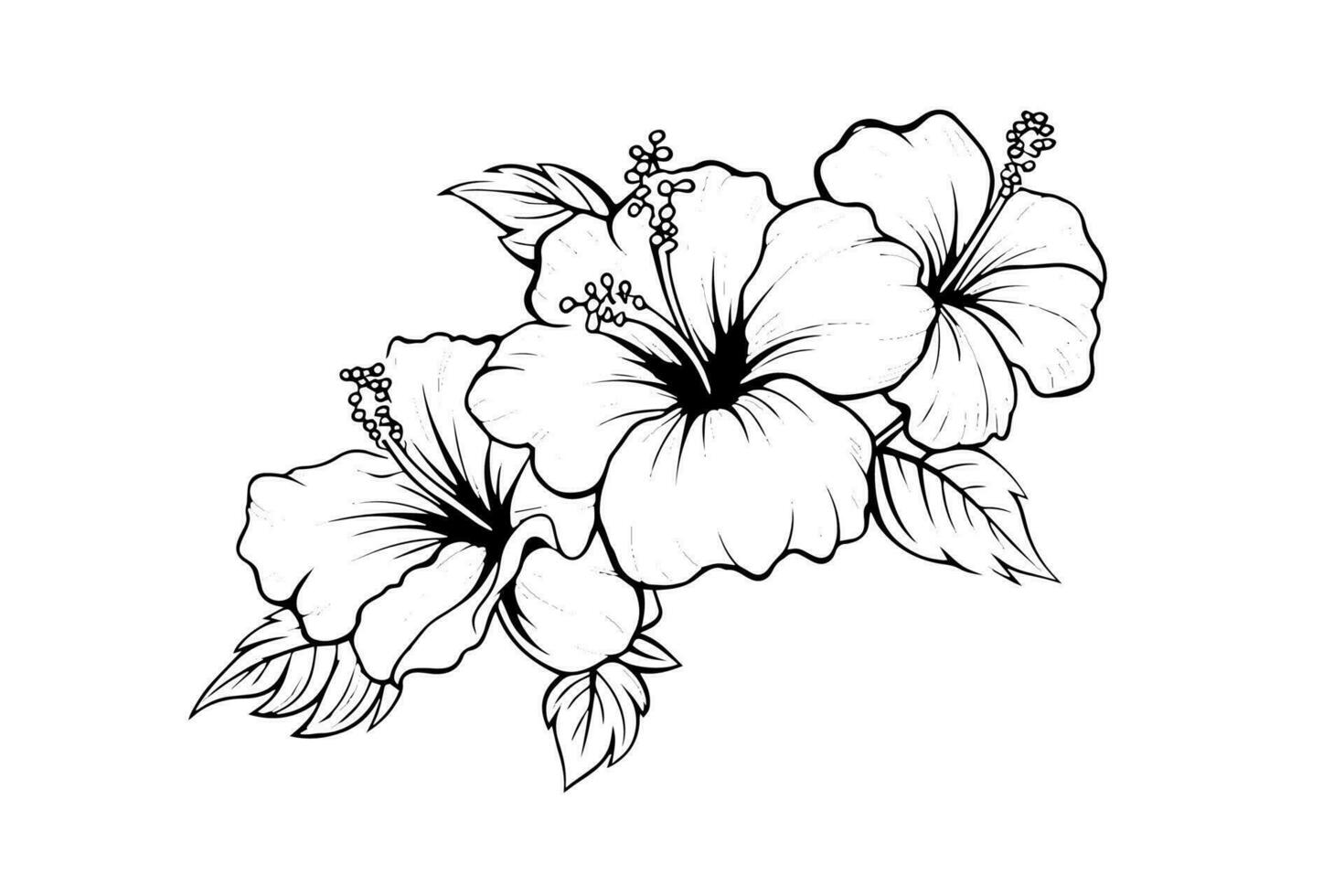 Hibiscus flowers in a vintage woodcut engraved etching style. Vector illustration.