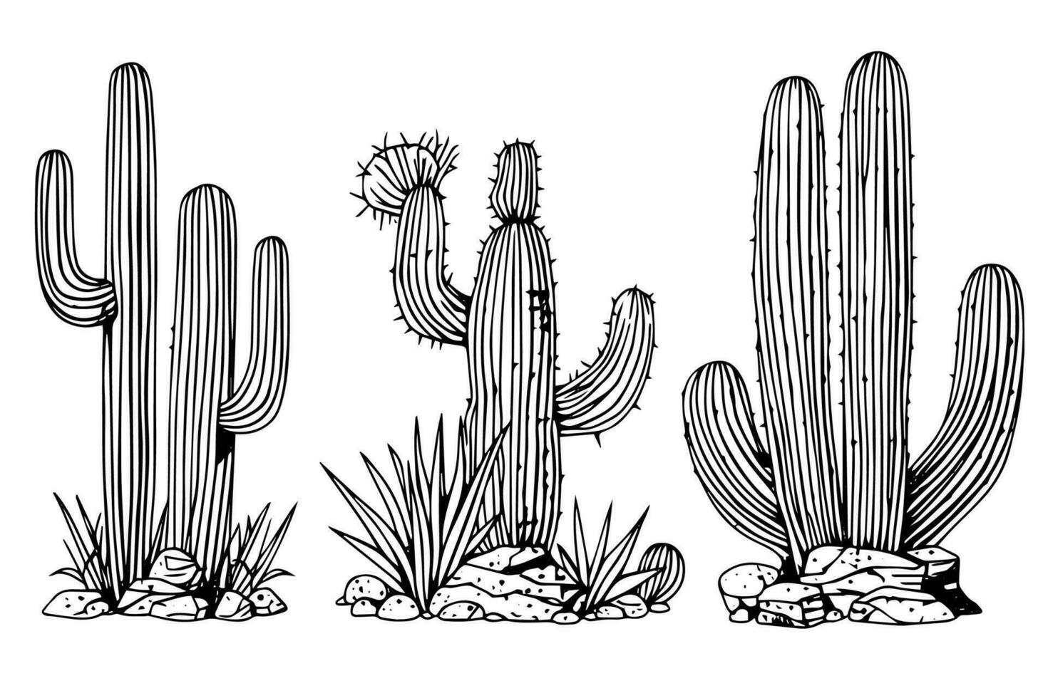 Set of cactus in engraving style vector illustration.Cactus hand drawn sketch imitation.