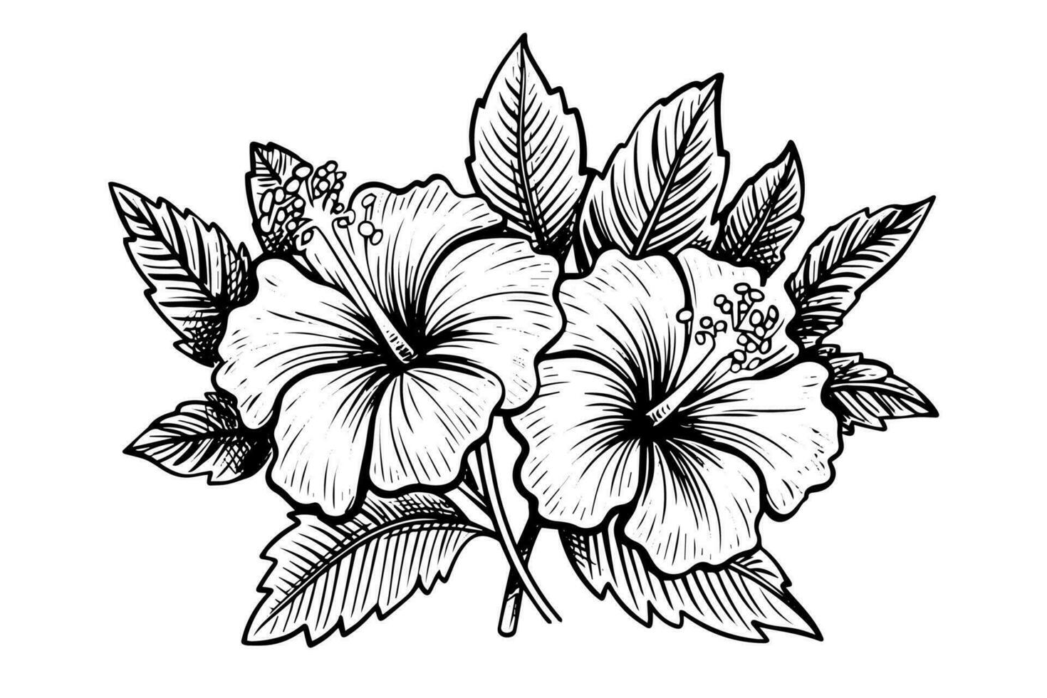 Hibiscus flowers in a vintage woodcut engraved etching style. Vector illustration.