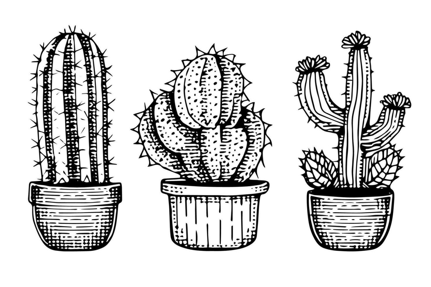 Set of cactus in engraving style vector illustration.Cactus hand drawn sketch imitation.