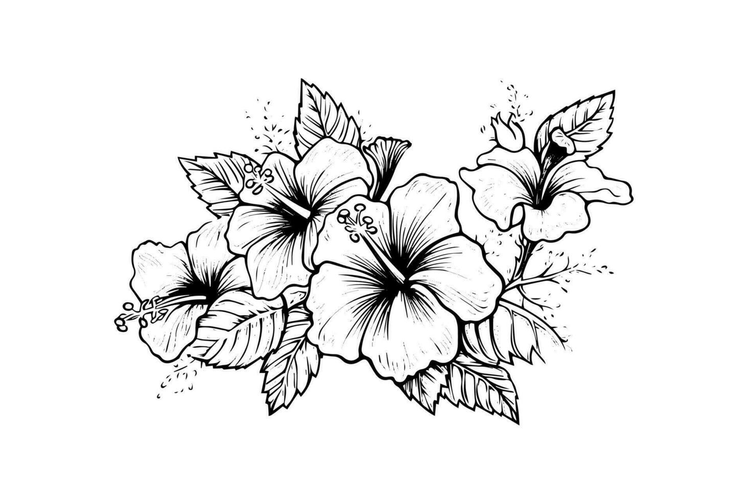 Hibiscus flowers in a vintage woodcut engraved etching style. Vector illustration.