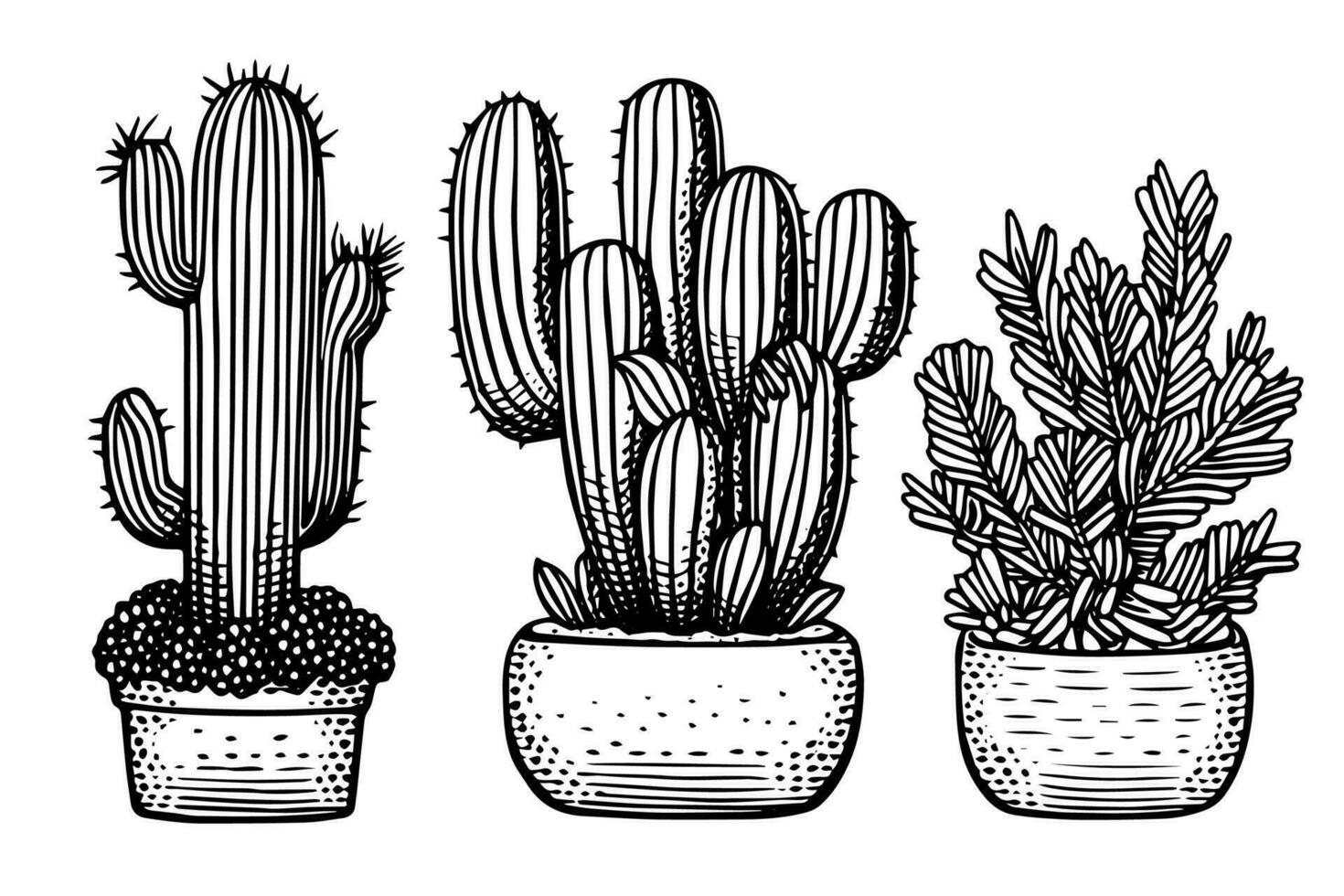Set of cactus in engraving style vector illustration.Cactus hand drawn sketch imitation.