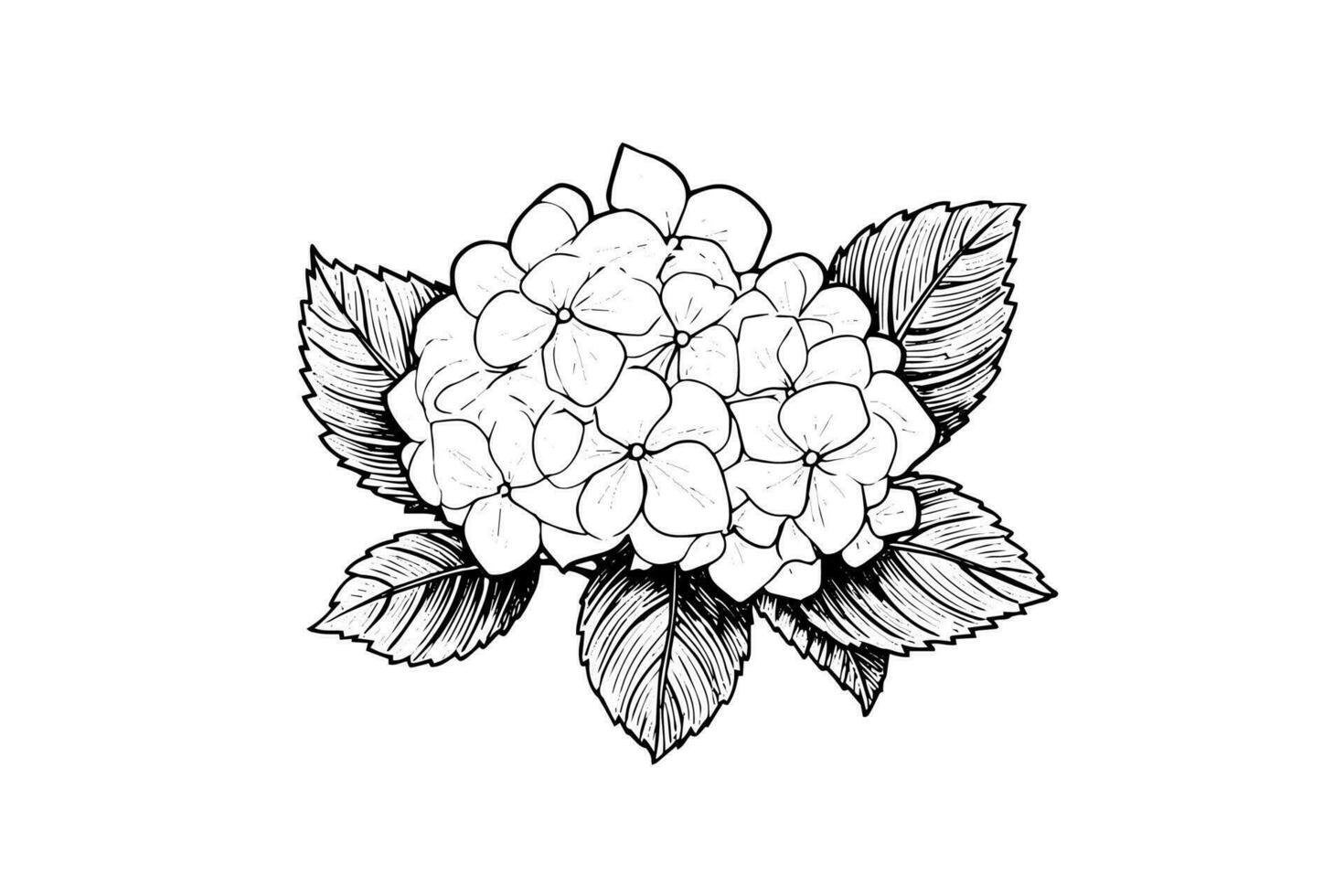 mano dibujado tinta bosquejo hortensia flores vector ilustración en grabado estilo.